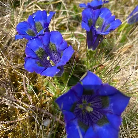 Traumhaus * Flattnitz