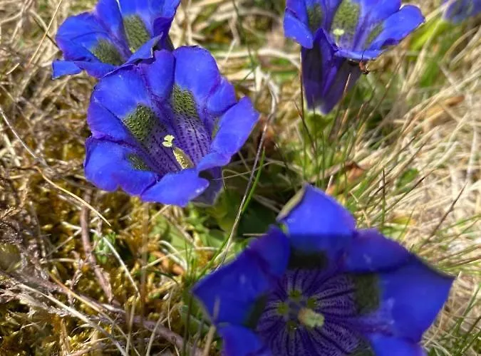 Traumhaus * Flattnitz